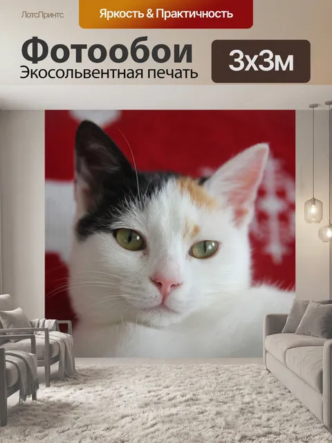Фотообои Кот
