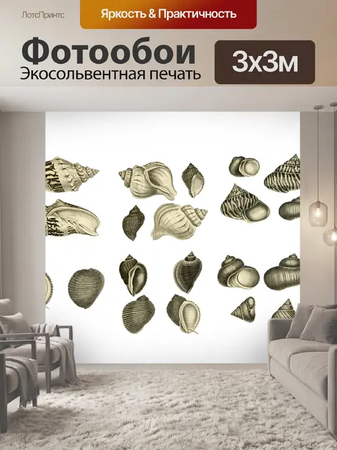 Фотообои Ракушки Морская Ракушка Клипарт Винтаж