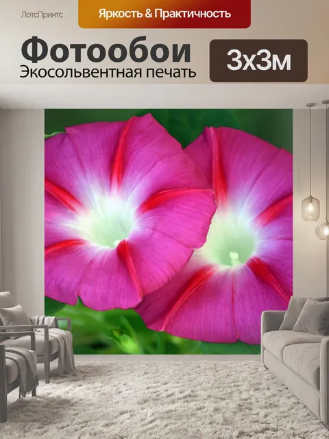 Фотообои Две фиолетовые цветы славы