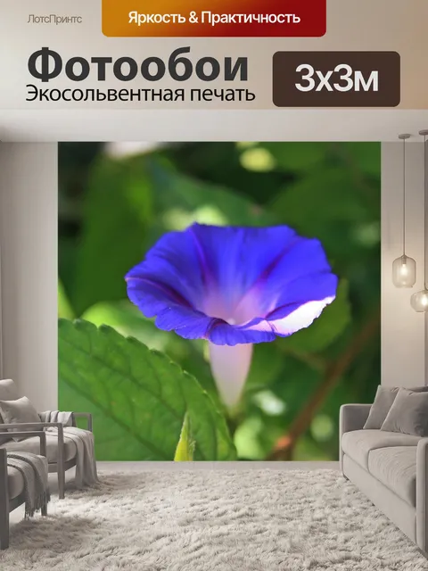 Фотообои Фиолетовый цветок ипомеи