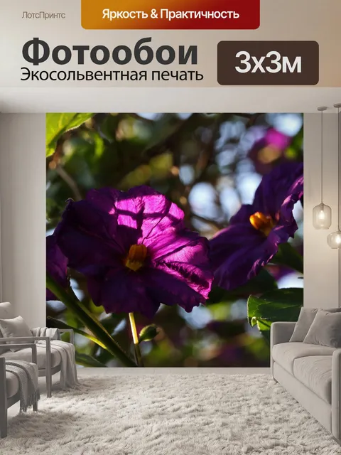 Фотообои фиолетовые цветы куста картофеля