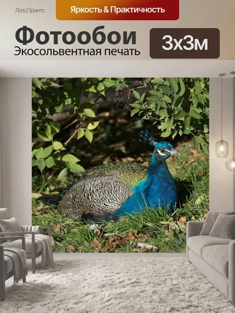 Фотообои Павлин