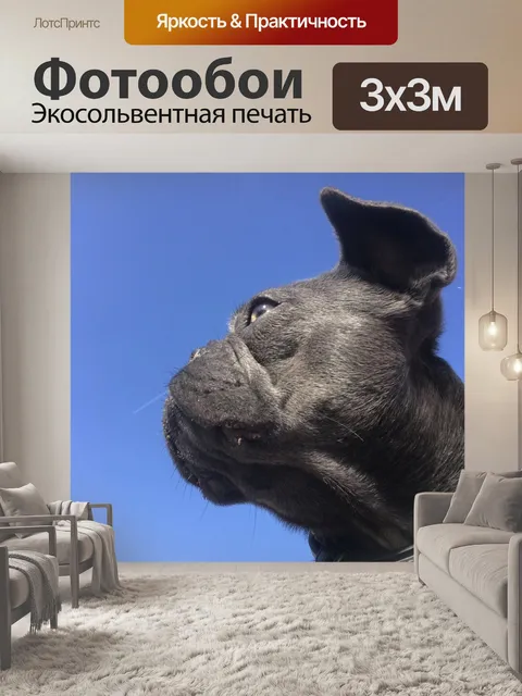 Фотообои Французский бульдог