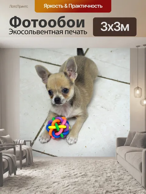 Фотообои Чихуахуа щенок (с)