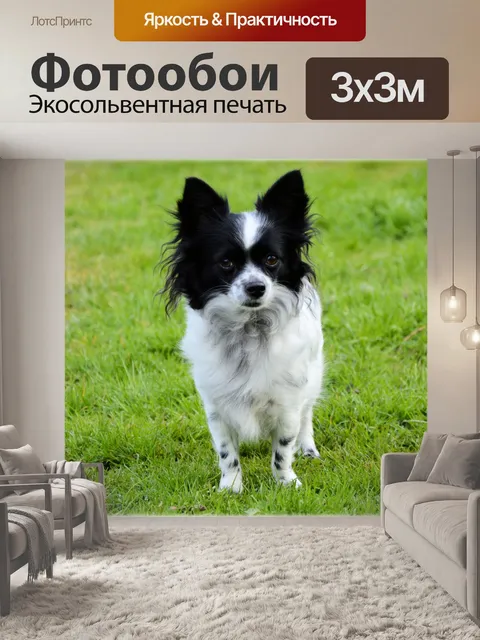 Фотообои Забавная маленькая собака