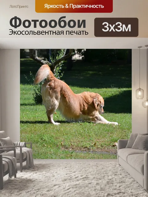 Фотообои Собака