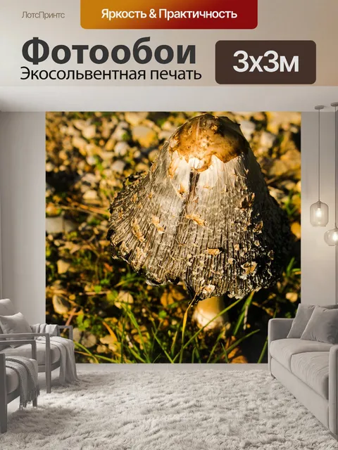 Фотообои Гриб