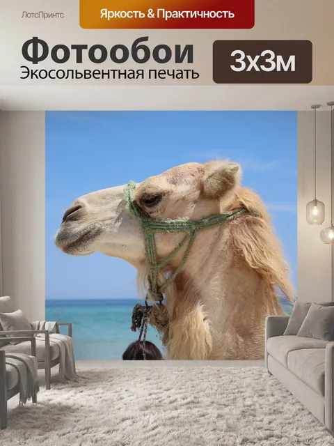 Фотообои Верблюд
