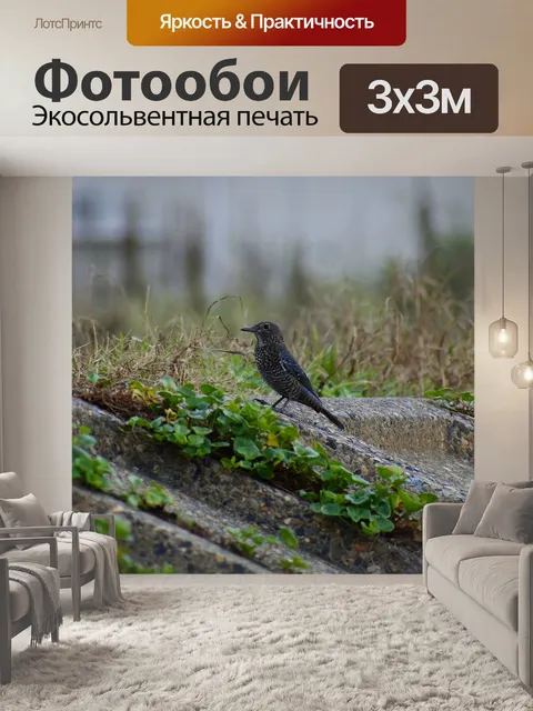 Фотообои Животное