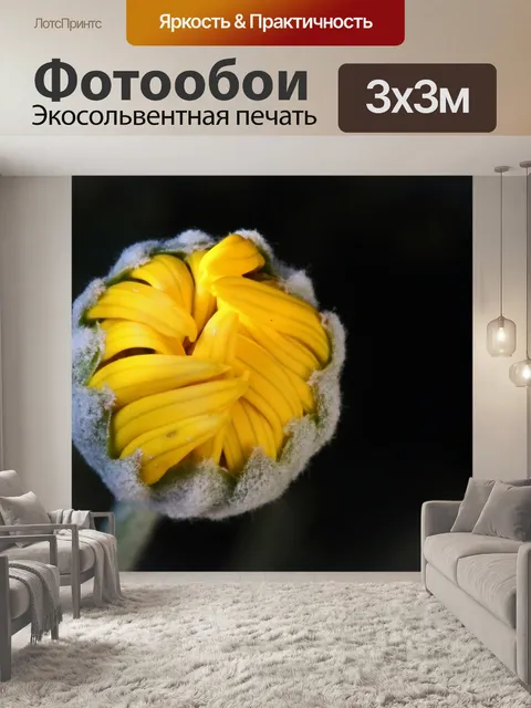 Фотообои неоткрытый бутон желтой ромашки