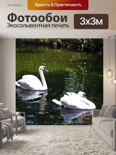 Фотообои два белых лебедя плавают вокруг
