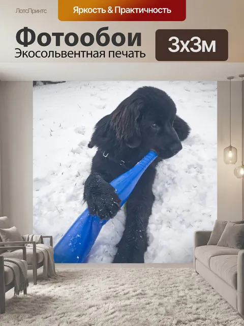 Фотообои Черный щенок ньюфаундленда