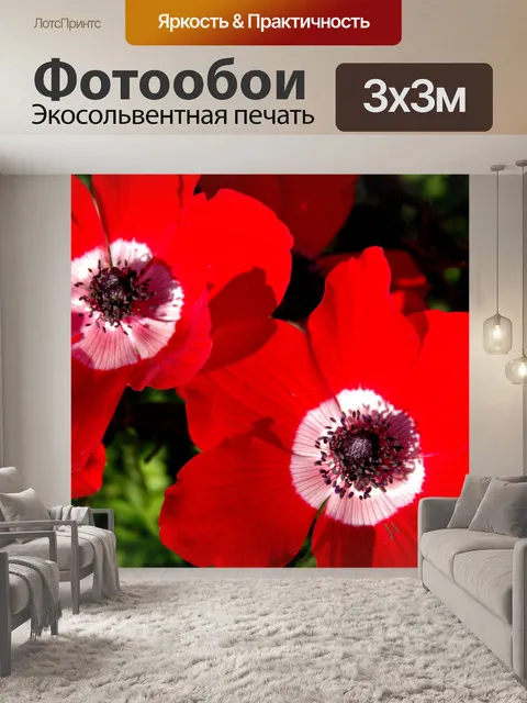 Фотообои Два красных цветка анемона
