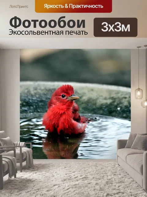 Фотообои Летний Tanager принимая ванну