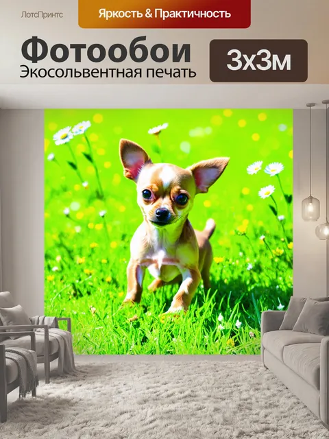 Фотообои изображение забавного чихуахуа, играющего на зеленом лугу в яркий солнечный день