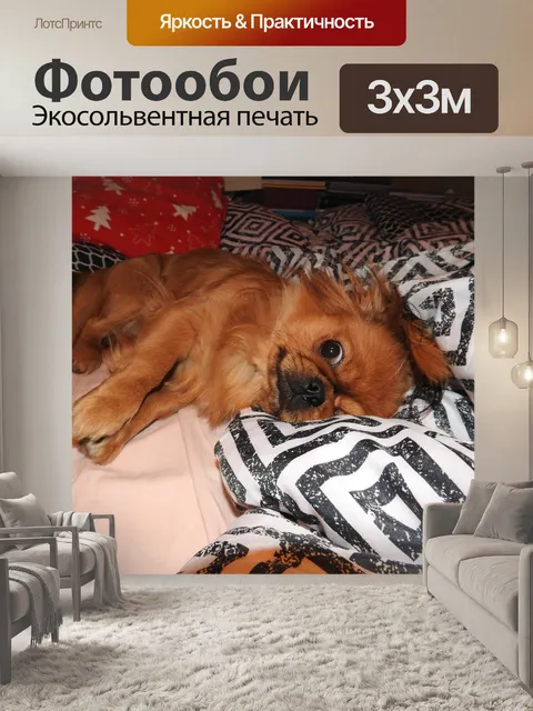 Фотообои Собака
