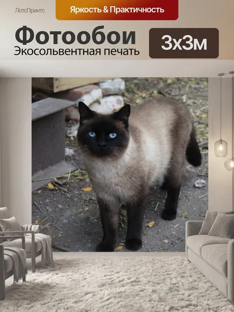 Фотообои Сиамская кошка