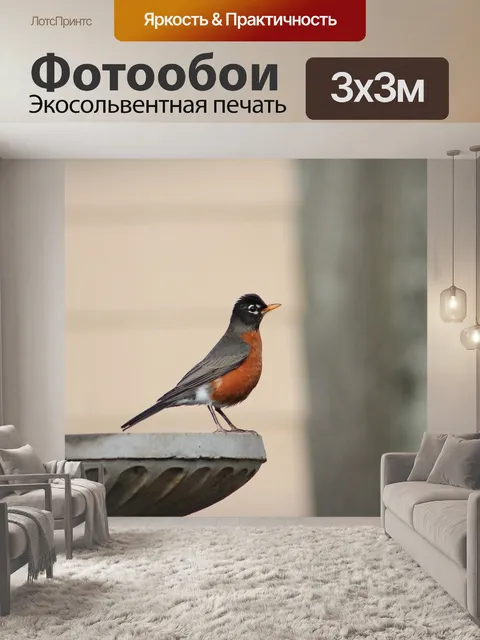 Фотообои Робин