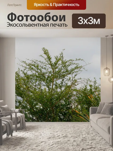Фотообои облачное небо и колючий кустарник