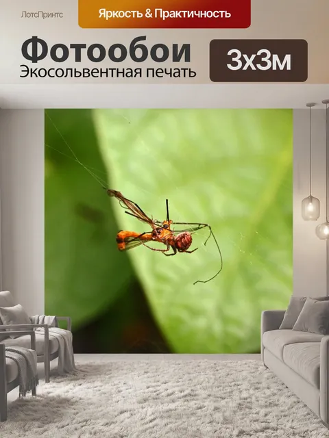 Фотообои Муха тигрового журавля поймана в паутине