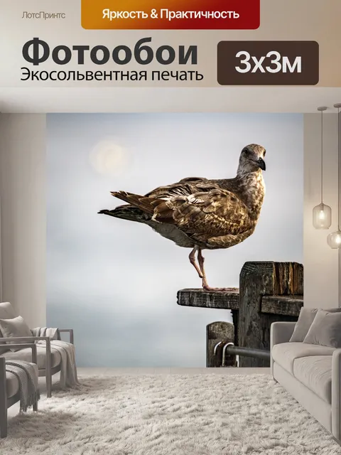 Фотообои чайка на одной ноге