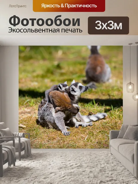 Фотообои Кошачий лемур