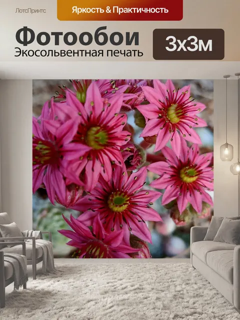 Фотообои Цветы кактуса