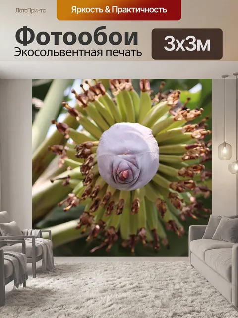 Фотообои Банан