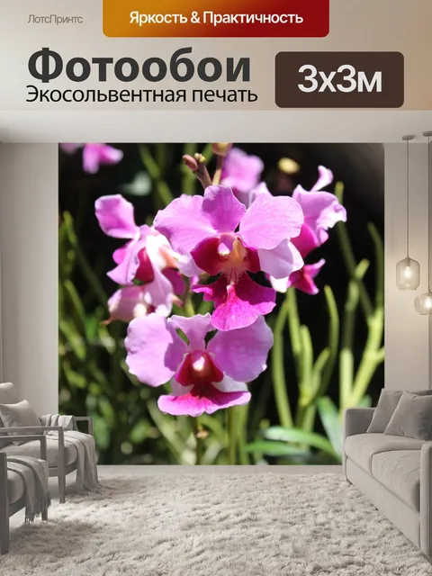 Фотообои розовый цветок орхидеи