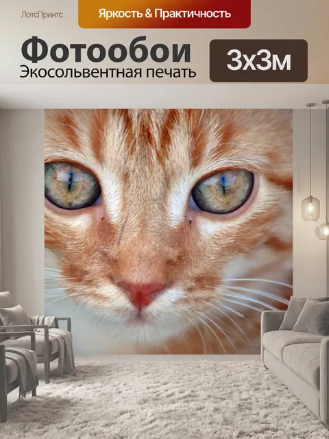 Фотообои Кот