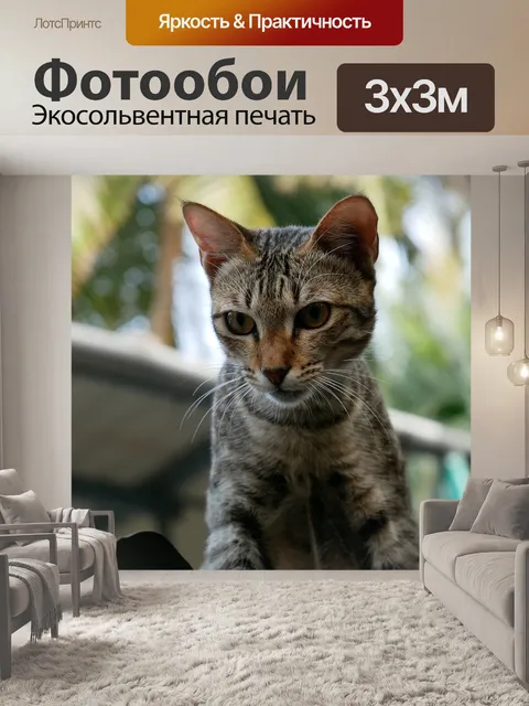 Фотообои Кошка