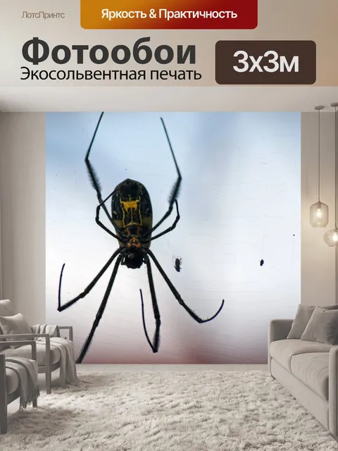Фотообои паук ткач сфер на паутине с мошками