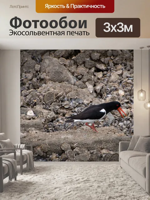 Фотообои Кулик-сорока, птица, кулики