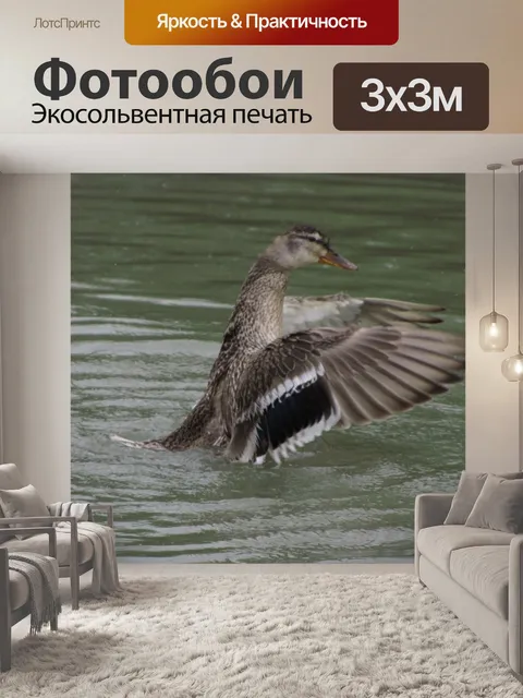 Фотообои Duck зеленым воротником открыть крылья