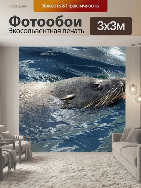 Фотообои Тюлень