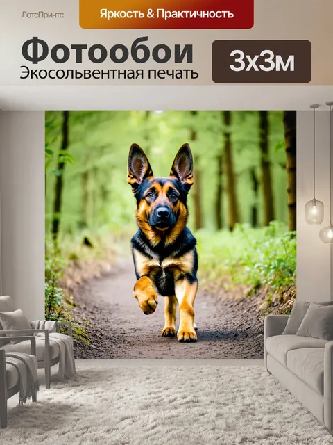 Фотообои щенок немецкой овчарки, с большими ушами и дружелюбным выражением лица, исследующий лесной тропинки