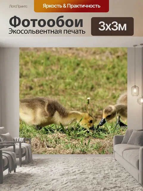 Фотообои Два канадских гусят крупным планом