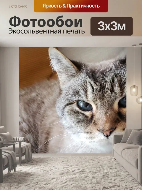 Фотообои часть сиамская кошка