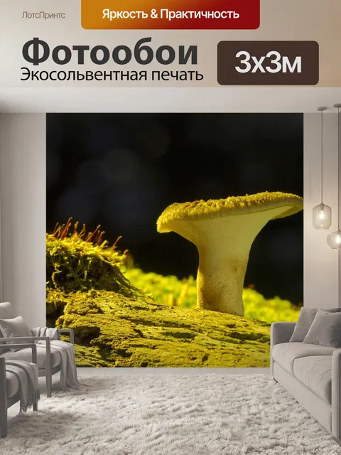 Фотообои Гриб