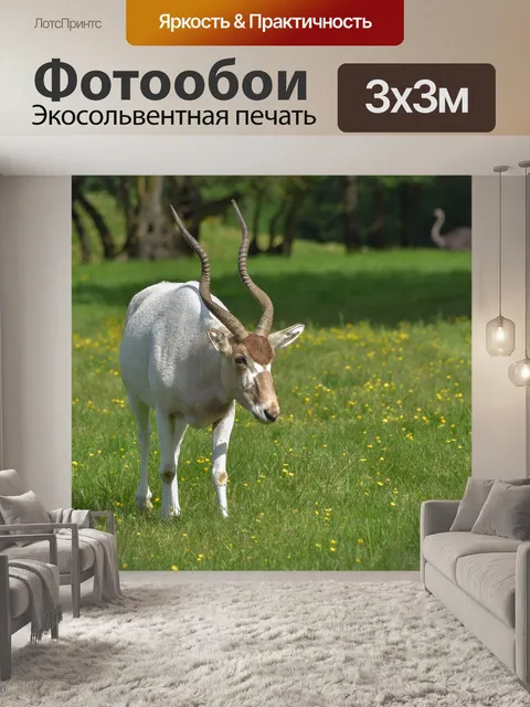 Фотообои Антилопа