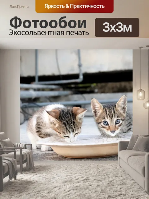 Фотообои Котенок