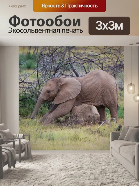 Фотообои Слоненок