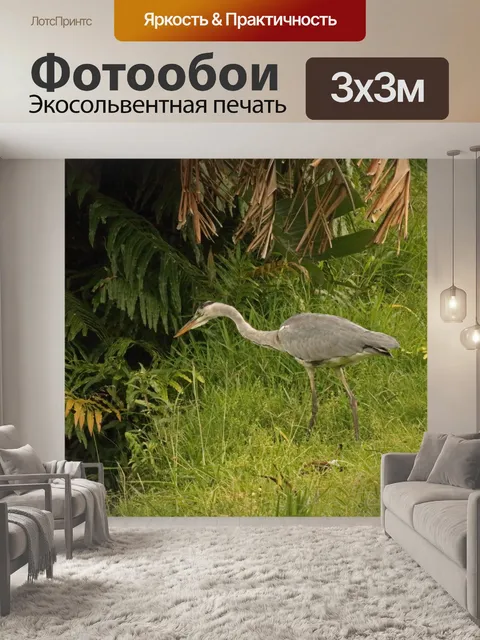 Фотообои серая цапля в зеленой траве