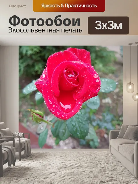 Фотообои Красная роза