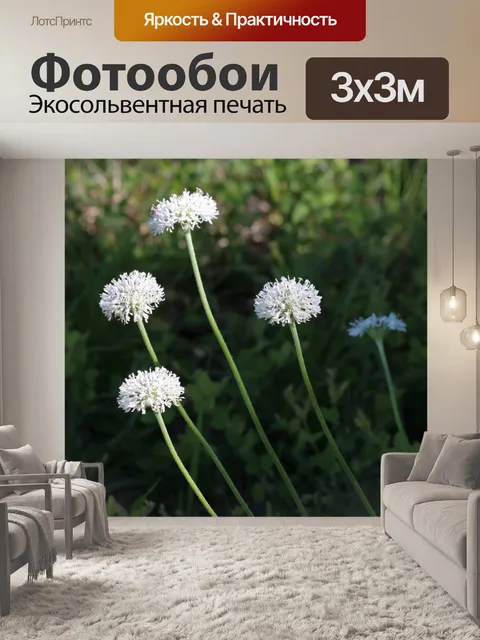 Фотообои Белые полевые цветы в поле