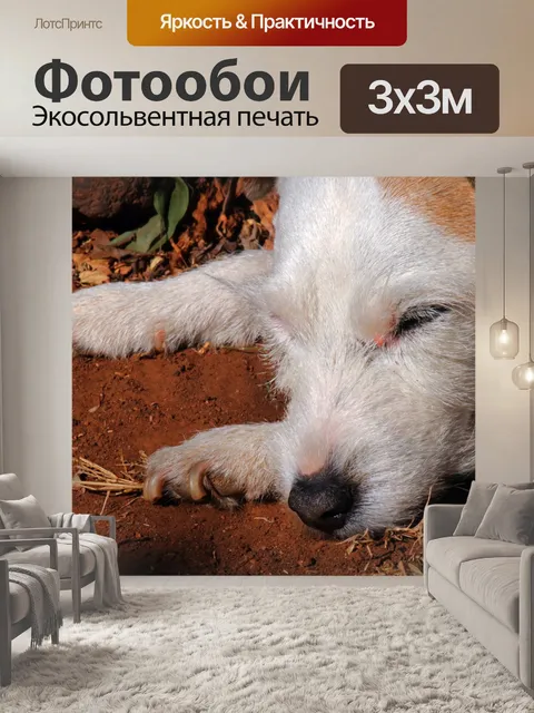 Фотообои Джек Рассел, наслаждаясь ложиться