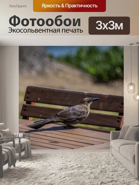 Фотообои Мина птица