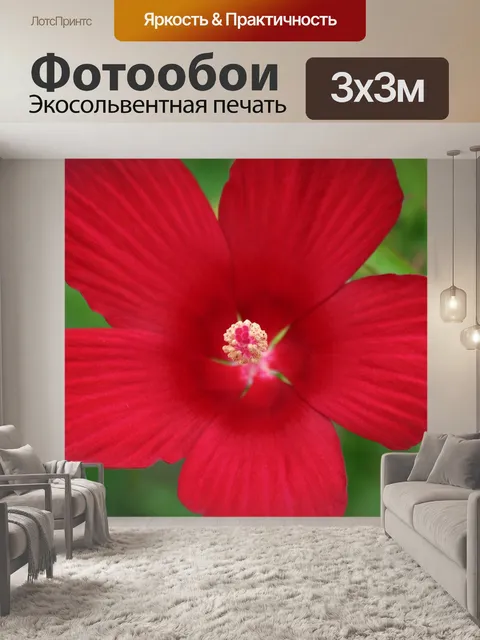 Фотообои Ярко-красный гибискус крупным планом