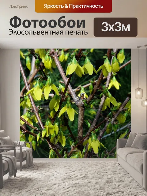 Фотообои Форзиция
