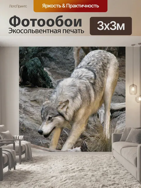 Фотообои волк